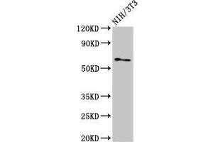 Western Blot Positive WB detected in: NIH/3T3 whole cell lysate All lanes: RELB antibody at 3 μg/mL Secondary Goat polyclonal to rabbit IgG at 1/50000 dilution Predicted band size: 63, 62, 15 kDa Observed band size: 63 kDa (RELB 抗体  (AA 400-579))