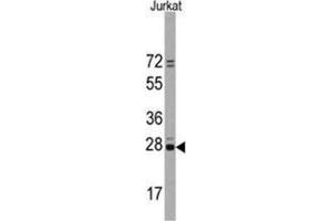 Image no. 2 for anti-CD9 (CD9) (N-Term) antibody (ABIN5552040) (CD9 抗体  (N-Term))