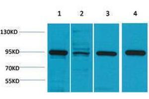 Western Blotting (WB) image for anti-Heat Shock Protein 90kDa alpha (Cytosolic), Class A Member 1 (HSP90AA1) antibody (ABIN3188034) (HSP90AA1 抗体)