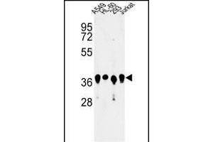 Western blot analysis of ARGLU1 Antibody (N-term) (ABIN653238 and ABIN2842768) in A549, HL-60, 293, Jurkat cell line lysates (35 μg/lane). (ARGLU1 抗体  (N-Term))