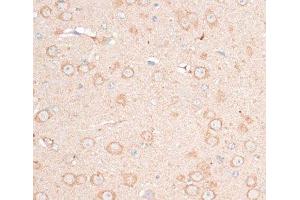 Immunohistochemistry of paraffin-embedded Mouse brain using CDH18 Polyclonal Antibody at dilution of 1:100 (40x lens). (CDH18 抗体)