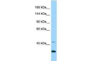 WB Suggested Anti-Cdk5 Antibody Titration: 1. (CDK5 抗体  (Middle Region))