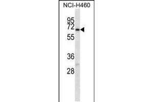 Western blot analysis in NCI-H460 cell line lysates (35ug/lane). (GABRA4 抗体  (AA 333-361))