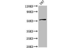 Western Blot Positive WB detected in: U87 whole cell lysate All lanes: SLC22A17 antibody at 4 μg/mL Secondary Goat polyclonal to rabbit IgG at 1/50000 dilution Predicted band size: 58, 56, 22 kDa Observed band size: 58 kDa