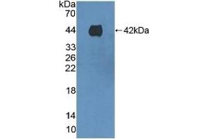 Detection of Recombinant F1+2, Mouse using Polyclonal Antibody to Prothrombin Fragment 1+2 (F1+2) (Prothrombin Fragment 1+2 抗体  (AA 44-324))