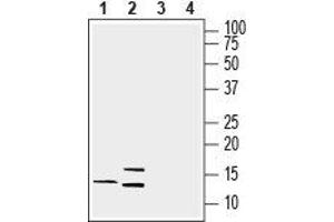 Western Blotting (WB) image for anti-Ly6/Neurotoxin 1 (LYNX1) (AA 26-38), (Extracellular) antibody (ABIN7043310)