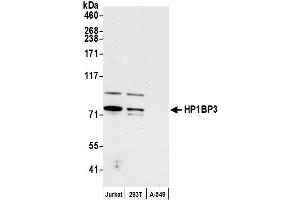 anti-Heterochromatin Protein 1, Binding Protein 3 (HP1BP3) (AA 503-553) antibody