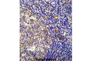 YDJC Antibody (Center) immunohistochemistry analysis in formalin fixed and paraffin embedded human tonsil tissue followed by peroxidase conjugation of the secondary antibody and DAB staining.