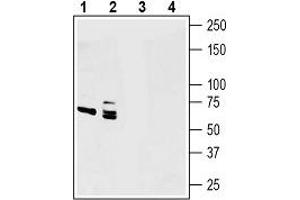 Western blot analysis of human U-87 MG glioblastoma cell line lysates (lanes 1 and 3) and human PANC-1 pancreas ductal adenocarcinoma cell line lysates (lanes 2 and 4): - 1, 2. (Netrin 1 抗体  (Secreted))