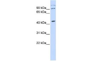 Western Blotting (WB) image for anti-Zinc Finger Protein, X-Linked (ZFX) antibody (ABIN2458029) (ZFX 抗体)