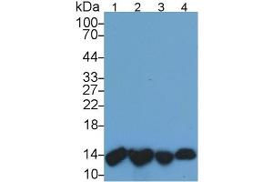 Mouse Capture antibody from the kit in WB with Positive Control: Lane1: Human Urine; Lane2: Human Leukocyte lysate; Lane3: Human A431 cell lysate; Lane4: Human Raji cell lysate. (beta-2 Microglobulin ELISA 试剂盒)