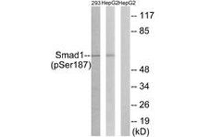 Western blot analysis of extracts from 293 cells and HepG2 cells, using Smad1 (Phospho-Ser187) Antibody. (SMAD1 抗体  (pSer187))