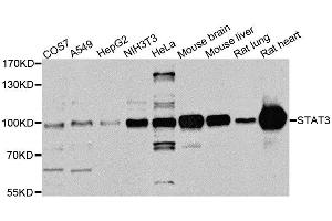Western Blotting (WB) image for anti-Signal Transducer and Activator of Transcription 3 (Acute-Phase Response Factor) (STAT3) (AA 640-770) antibody (ABIN6148568)