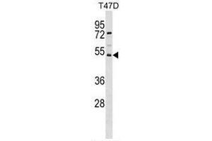 SVOPL Antibody (Center) western blot analysis in T47D cell line lysates (35 µg/lane). (SVOPL 抗体  (Middle Region))