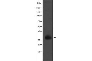 Western blot analysis of GZMM expression in K562 cell line lysates ;,The lane on the left is treated with the antigen-specific peptide. (GZMM 抗体  (Internal Region))