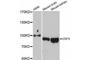 Western blot analysis of extracts of various cell lines, using USP4 antibody. (USP4 抗体)