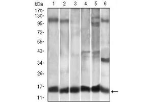 Western blot analysis using CCL2 antibody against A549 (1), HeLa (2), Raw264.