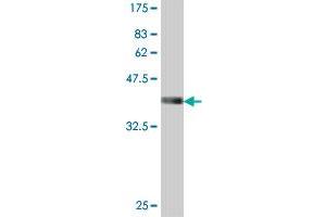 Western Blotting (WB) image for anti-Activin A Receptor, Type IB (ACVR1B) (AA 24-126) antibody (ABIN559763)