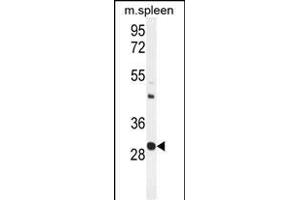 USF1 Antibody (Center) (ABIN655030 and ABIN2844661) western blot analysis in mouse spleen tissue lysates (35 μg/lane). (USF1 抗体  (AA 174-201))