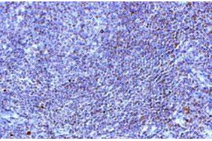 Image no. 1 for anti-Toll-Like Receptor 10 (TLR10) (AA 81-111) antibody (ABIN342786) (TLR10 抗体  (AA 81-111))