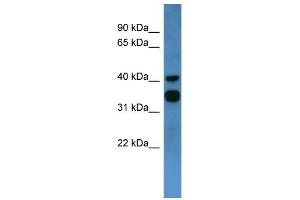 WB Suggested Anti-F2RL2 Antibody Titration: 0. (F2RL2 抗体  (C-Term))