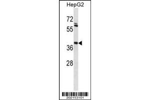 Western Blotting (WB) image for Mouse anti-Human IgG1 (AA 154-180) antibody (ABIN1498832) (小鼠 anti-人 IgG1 (AA 154-180) Antibody)