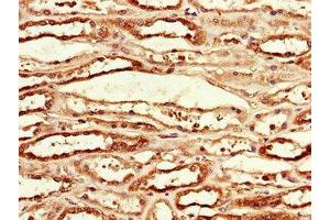Immunohistochemistry of paraffin-embedded human kidney tissue using ABIN7156219 at dilution of 1:100 (MCL-1 抗体  (AA 19-244))