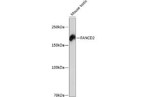 Western blot analysis of extracts of mouse testis, using F antibody (ABIN7267126) at 1:1000 dilution. (FANCD2 抗体)