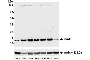 Western Blotting (WB) image for anti-H2A Histone Family, Member X (H2AFX) (AA 93-143) antibody (ABIN7449452)