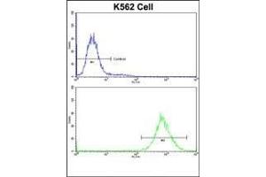 Flow cytometric analysis of K562 cells using P4HB Antibody (C-term)(bottom histogram) compared to a negative control cell (top histogram)FITC-conjugated goat-anti-rabbit secondary antibodies were used for the analysis.