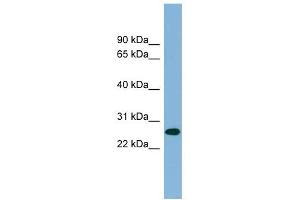 SRRP35 antibody used at 1 ug/ml to detect target protein.