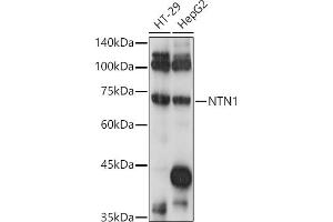 Western blot analysis of extracts of various cell lines, using NTN1 antibody (ABIN7268852) at 1:1000 dilution. (Netrin 1 抗体  (AA 500-600))