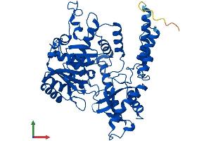 Protein Structure (PS) image for Cysteine Sulfinic Acid Decarboxylase (CSAD) (AA 1-493) protein (His tag) (ABIN7546806)