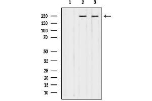 Western blot analysis of lysates from various samples, using NUM Antibody.