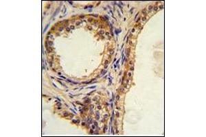 Image no. 2 for anti-CAMP Responsive Element Binding Protein 3-Like 1 (CREB3L1) (AA 488-517), (C-Term) antibody (ABIN452874)