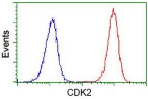Image no. 2 for anti-Cyclin-Dependent Kinase 2 (CDK2) antibody (ABIN1497394) (CDK2 抗体)