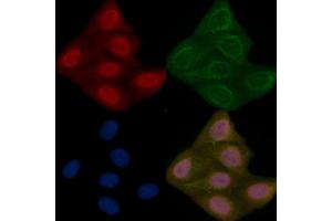 ELAC1 Mouse Monoclonal Antibody staining Hela cells by IF/ICC.