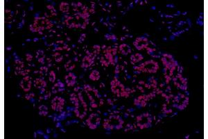 Immunofluorescence (IF) image for anti-Fused in Sarcoma (FUS) (AA 1-50) antibody (ABIN7454040) (Recombinant FUS 抗体  (AA 1-50))