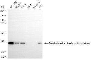 Western blotting analysis using dimethylarginine dimethylaminohydrolase 1 antibody (ABIN7798342). (Recombinant DDAH1 抗体)