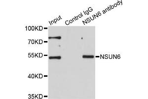 Immunoprecipitation analysis of 200ug extracts of HeLa cells using 1ug NSUN6 antibody. (NSUN6 抗体)