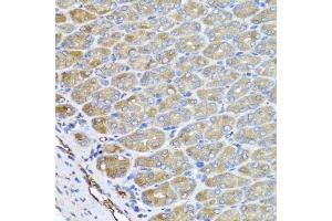 Immunohistochemistry of paraffin-embedded mouse stomach using VPS37A antibody.