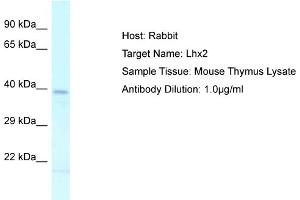 Host: Rabbit Target Name: LHX2 Sample Tissue: Mouse Thymus Antibody Dilution: 1ug/ml (LHX2 抗体  (C-Term))