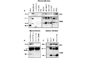 Western Blotting (WB) image for anti-BCL2-Like 11 (Apoptosis Facilitator) (BCL2L11) antibody (ABIN187549) (BIM 抗体)