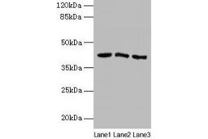 Western blot All lanes: ANGPTL7 antibody at 2 μg/mL Lane 1: MCF-7 whole cell lysate Lane 2: Colo320 whole cell lysate Lane 3: HepG2 whole cell lysate Secondary Goat polyclonal to rabbit IgG at 1/10000 dilution Predicted band size: 41 kDa Observed band size: 41 kDa (ANGPTL7 抗体  (AA 27-296))