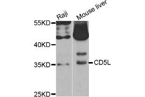 Western blot analysis of extracts of various cell lines, using CD5L antibody (ABIN5973664) at 1/1000 dilution. (CD5L 抗体)