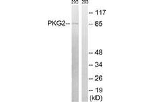 Western blot analysis of extracts from 293 cells, treated with anisomycin 25ug/ml 30', using PKG2 (Ab-126) Antibody. (PRKG2 抗体  (AA 92-141))