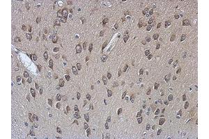 Image no. 1 for anti-Poly(A) Binding Protein, Cytoplasmic 4 (Inducible Form) (PABPC4) (AA 18-229) antibody (ABIN1500006) (PABPC4 抗体  (AA 18-229))