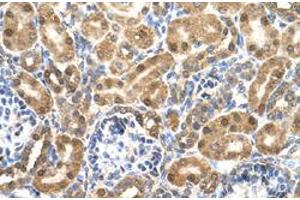 Immunohistochemical staining (Formalin-fixed paraffin-embedded sections) of human kidney with ENO3 polyclonal antibody  at 4-8 ug/mL working concentration. (ENO3 抗体  (N-Term))