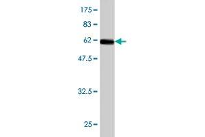 Western Blotting (WB) image for anti-Nuclear Receptor Subfamily 2, Group E, Member 3 (NR2E3) (AA 1-322) antibody (ABIN564309)