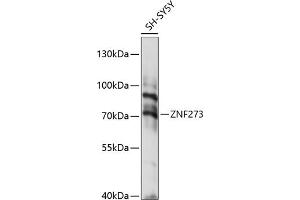 Western blot analysis of extracts of SH-SY5Y cells, using ZNF273 antibody (ABIN7271473) at 1:1000 dilution. (ZNF273 抗体  (AA 210-260))